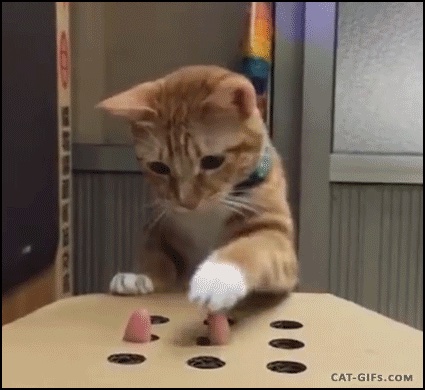 A cat batting at fingers coming out of holes in a box, Whack-A-Mole style